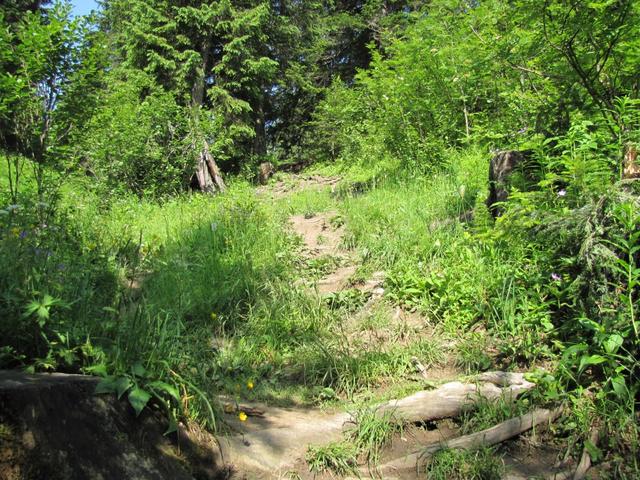 vom grossen Parkplatz aus, führt der Wanderweg direkt in den Wald