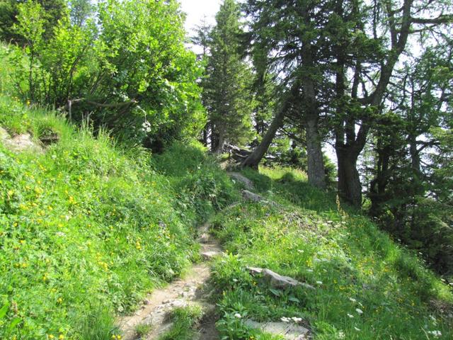 der Weg führt nun einem durch einen kleinen Wald...