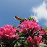 eine Biene sucht Nektar auf einer rostblättrigen Alpenrose