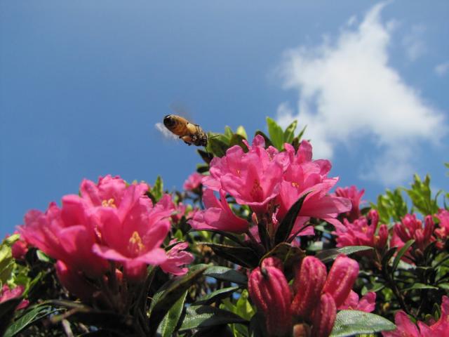 eine Biene sucht Nektar auf einer rostblättrigen Alpenrose