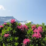 Blick vom Col de Voré auf das Les Diablerets Massiv