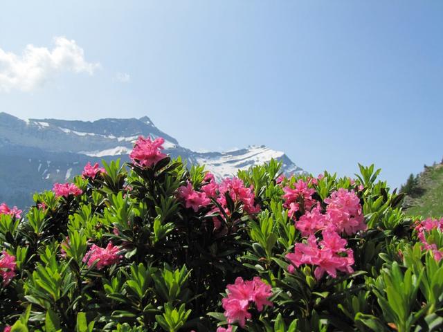 Blick vom Col de Voré auf das Les Diablerets Massiv