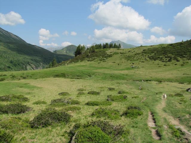 auf den Alpweiden von Seeberg