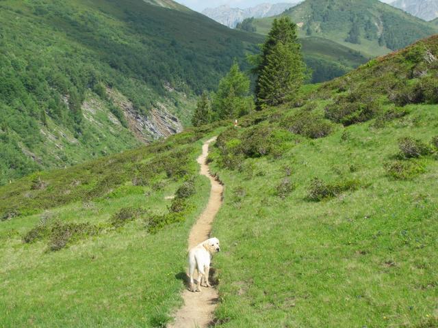 der Hund rannte oft voraus und wartete danach auf uns