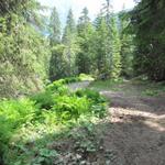 kurz nach den Alphütten von Seeberg taucht der Wanderweg in den Wald hinein