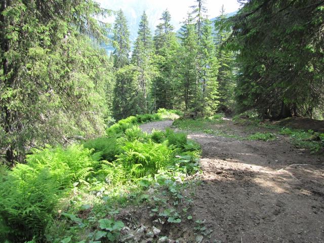 kurz nach den Alphütten von Seeberg taucht der Wanderweg in den Wald hinein