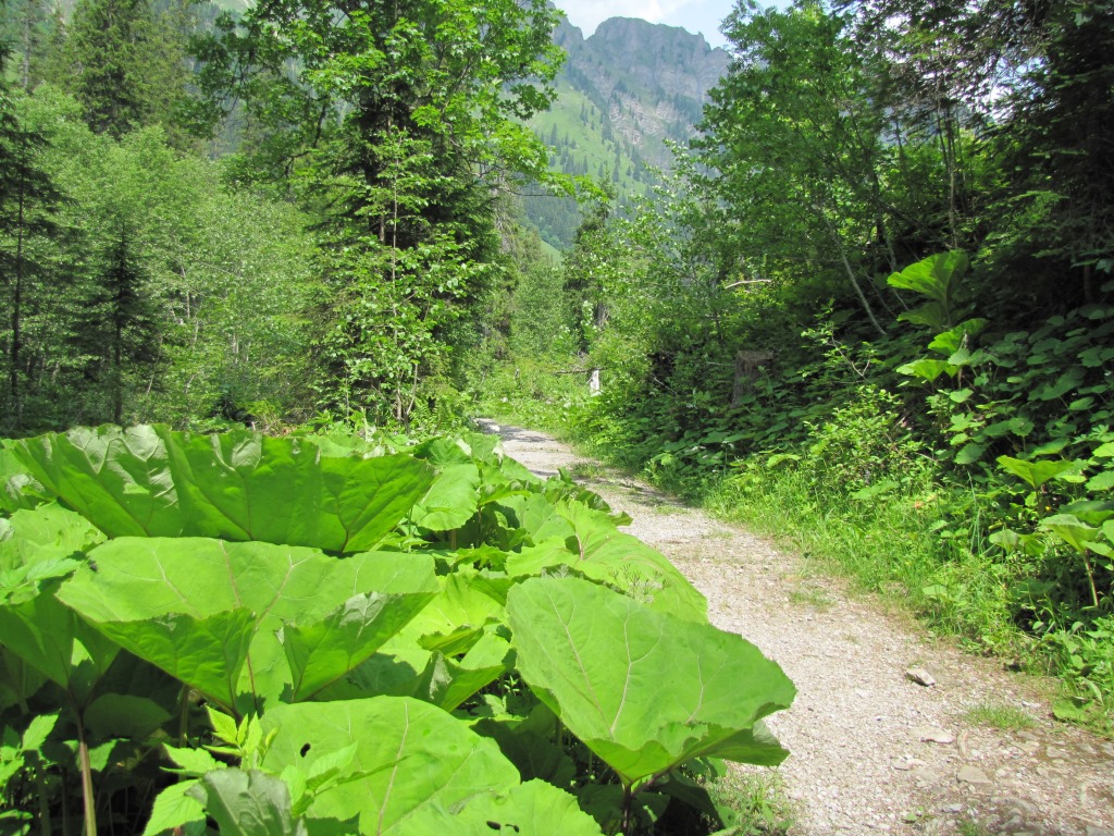 der Weg führt alles am Tschärzisbach entlang abwärts