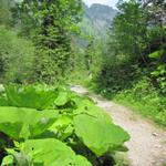 der Weg führt alles am Tschärzisbach entlang abwärts