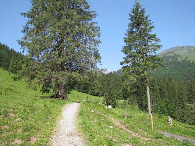 auf einem einfachen Wanderweg geht es nun Richtung Grosse Scheidegg