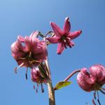 der Türkenbund ist eine Pflanzenart aus der Gattung der Lilien