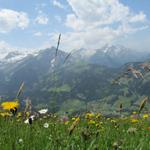 über schöne Blumenwiesen mit schöner Aussicht wandern wir weiter