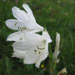 die sehr seltene Weisse Trichterlilie. Sie wird gerne aus Paradieslilie genannt
