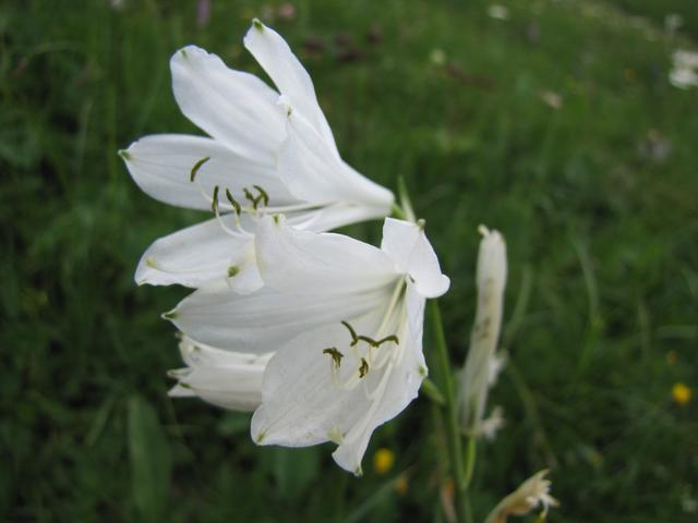die sehr seltene Weisse Trichterlilie. Sie wird gerne aus Paradieslilie genannt