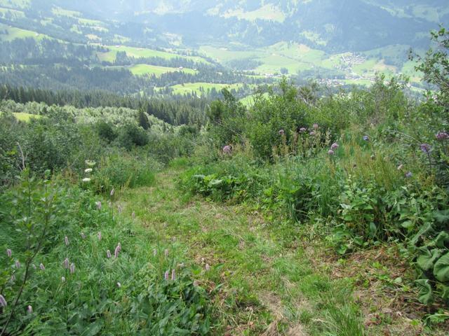 der Weg führt durch Gebüsche...