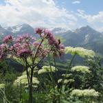 vorbei an schönen Blumen