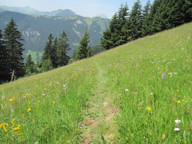 der Weg überquert Alpweiden..