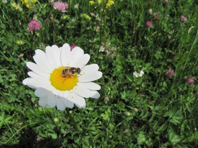 schöne Blumen am Wegesrand