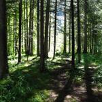 der Wanderweg führt durch den Wald von Schüpfeweid