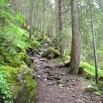 zuerst führt er durch einen Wald steil aufwärts