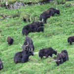 eine spezielle Rinderart hält sich in den Alpweiden der Geltenhütte auf