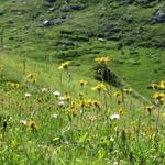 der Weg führt über schöne und blumenreiche Alpweiden