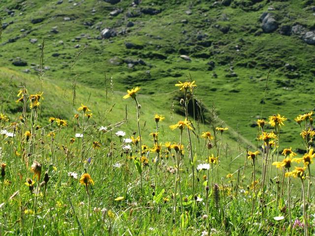 der Weg führt über schöne und blumenreiche Alpweiden