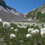 Blick zurück zur Wildhornhütte. Die ganze Ebene ist ein Teppich von Wollgräser