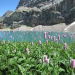 beim Iffigsee. Einfach traumhaft schön