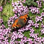 ein schöner Schmetterling der Gattung Aglais urticae "kleiner Fuchs"