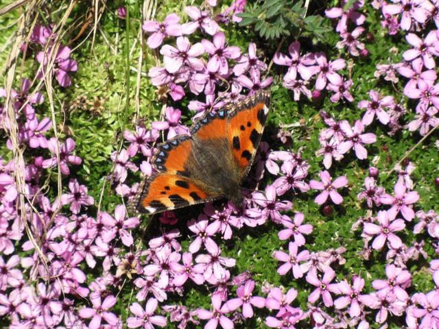 ein schöner Schmetterling der Gattung Aglais urticae "kleiner Fuchs"