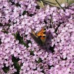 ein schöner Schmetterling der Gattung Aglais urticae "kleiner Fuchs"  hat sich auf Kalk-Polsternelken gesetzt