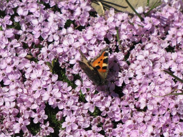 ein schöner Schmetterling der Gattung Aglais urticae "kleiner Fuchs"  hat sich auf Kalk-Polsternelken gesetzt