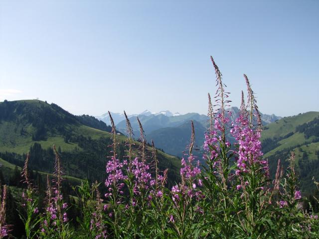 einfach schön diese Blumenpracht