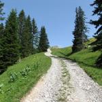 und Wiesen führt der Wanderweg über eine Alpstrasse ...