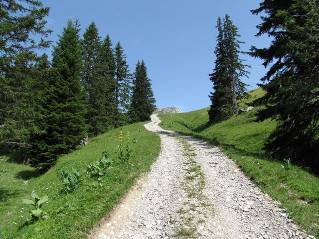 und Wiesen führt der Wanderweg über eine Alpstrasse ...