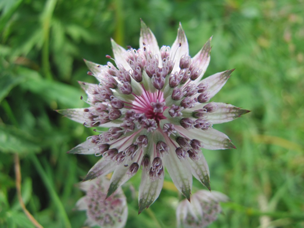 die Blüte der grossen Sterndolde