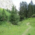 der Wanderweg taucht nun in einem Wald hinein