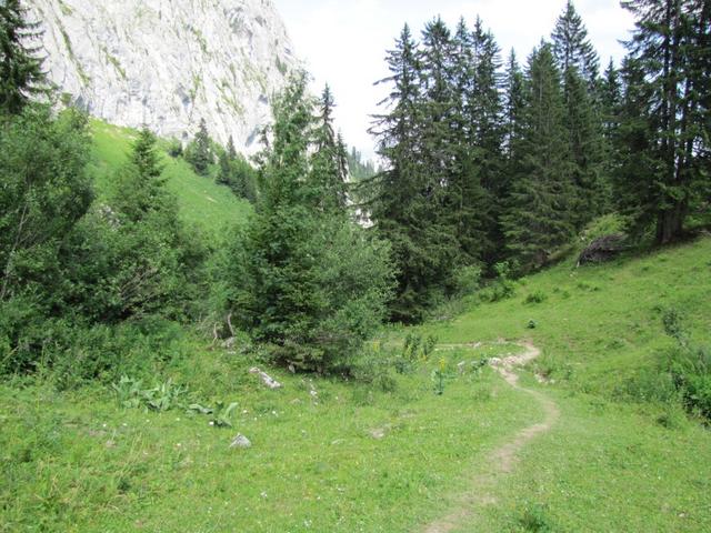 der Wanderweg taucht nun in einem Wald hinein