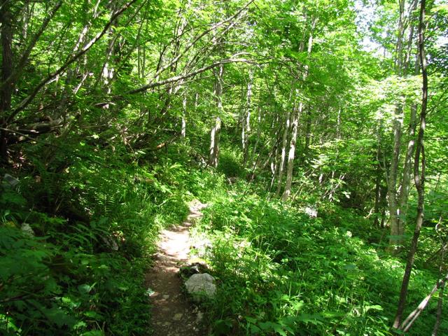 wir durchwanderten ein schönes Waldstück