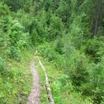 durch dichten Wald führt der Waldweg weiter abwärts