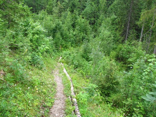 durch dichten Wald führt der Waldweg weiter abwärts