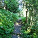 und danach durch einen Wald, führt der Wanderweg nun aufwärts