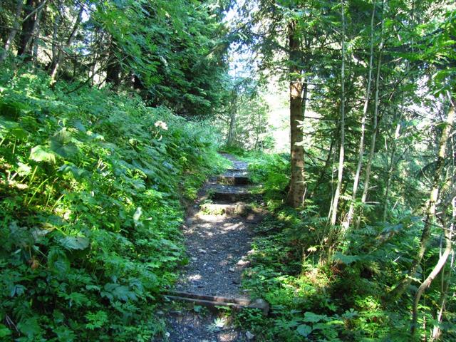 und danach durch einen Wald, führt der Wanderweg nun aufwärts