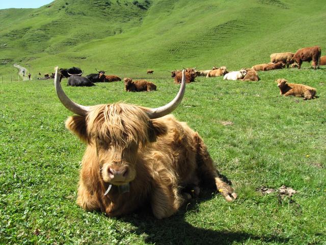 Schottische Hochlandrinder weiden hier oben