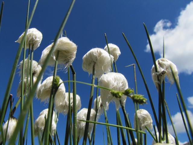 schöner Wollgras am Wegesrand