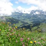 über prächtige Blumenwiesen wandern wir nun Richtung Tierberg