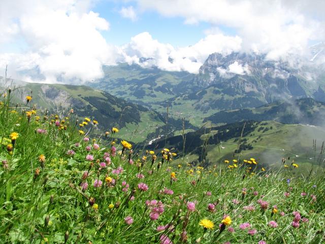 über prächtige Blumenwiesen wandern wir nun Richtung Tierberg