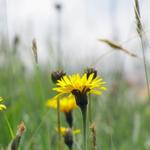 einfach schön diese Blumenpracht hier oben