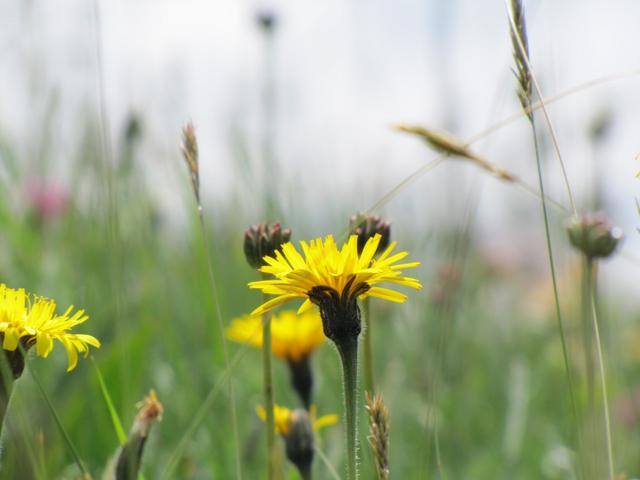 einfach schön diese Blumenpracht hier oben