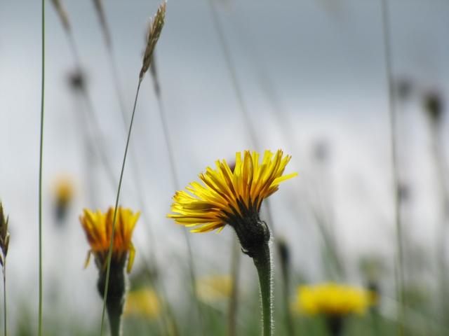 einfach schön diese Blumenpracht hier oben